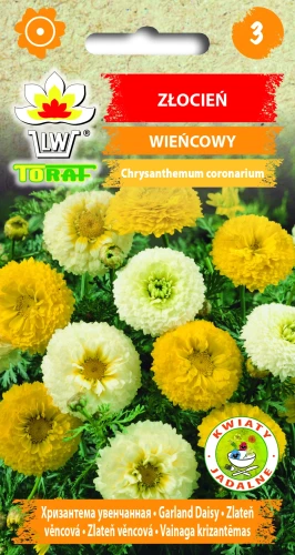 Złocień-WIEŃCOWY.webp