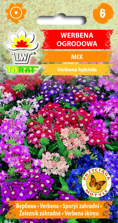 Werbena-ogrodowa.webp