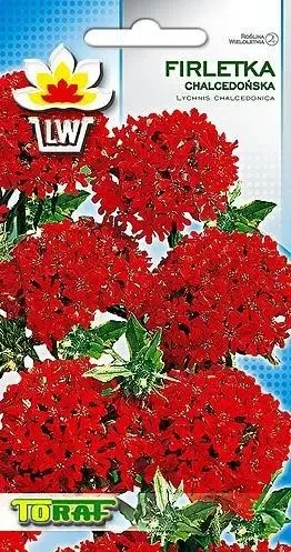 firletka-chalcedońska-czerwona.webp