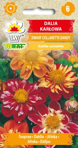 Dalia-karłowa-DWARF-COLLARETTE-DANDY.webp