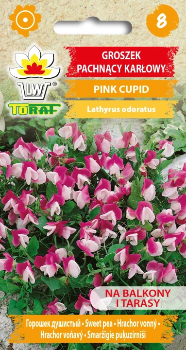 Groszek-pachnący-karłowy-PINK-CUPID.webp