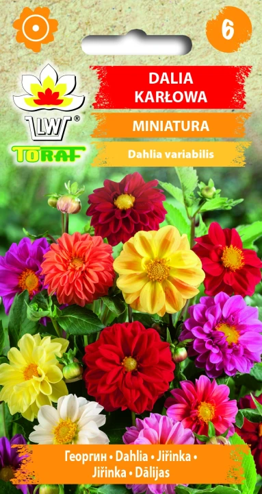 Dalia-karłowa-MINIATURA.webp