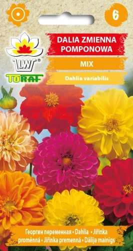 Dalia-zmienna-pomponowa-MIX.webp