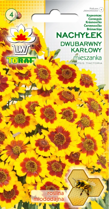 nachyłek-dwubarwny-karłowy.webp