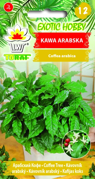 Kawa-arabska.webp