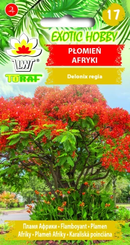 Płomień-Afryki.webp