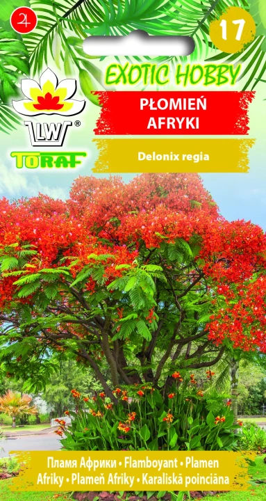 Płomień-Afryki.webp