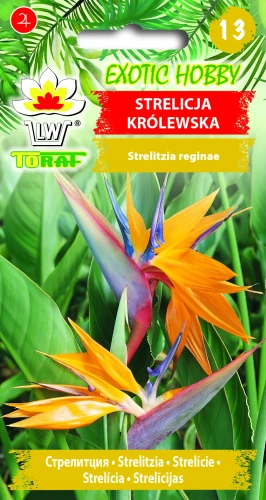 Strelicja-królewska.webp
