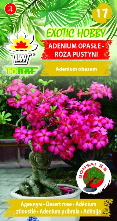 Adenium-opasłe-RÓŻA-PUSTYNI.webp