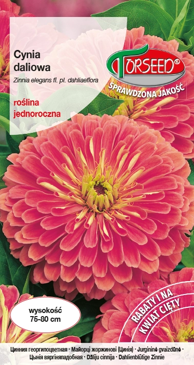 Cynia-daliowa-łososioworóżowa-Illumination.webp