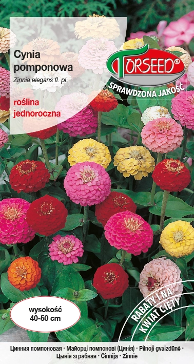 Cynia-pomponowa.webp