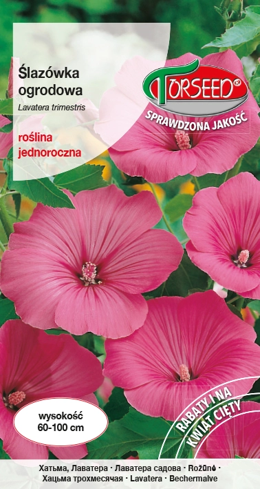 Ślazówka-różowa.webp