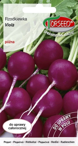 rzodkiewka-viola.webp