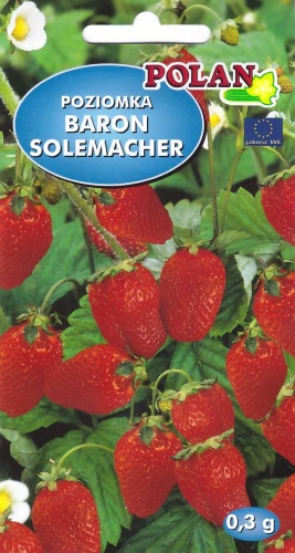 poziomka-baron-solemacher.webp