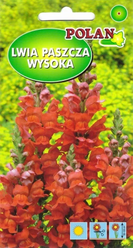 lwia-paszcza-sułtan.webp