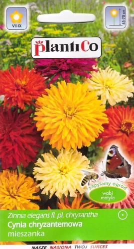 cynia-chryzantemowa-mix.webp