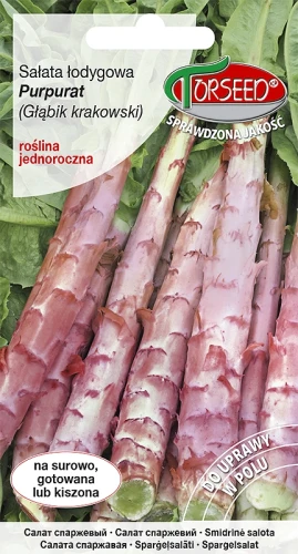 salata-lodygowa-glabik-krakowski-purpurat.webp
