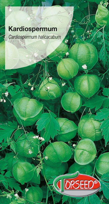 Kardiospermum.webp