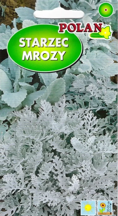 mrozy.webp