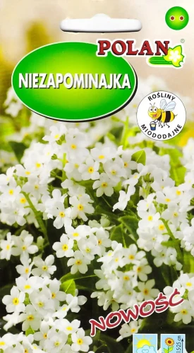 niezapominajka-biała.webp