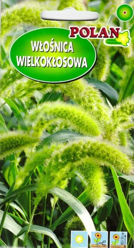 włośnica.webp
