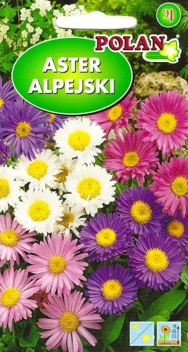 aster-alpejski-mix.webp