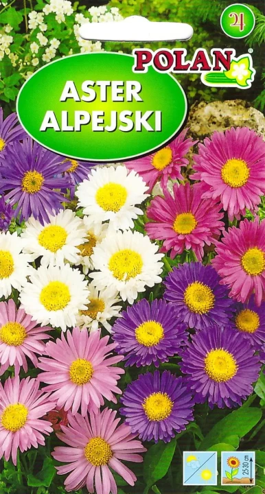 aster-alpejski-mix.webp