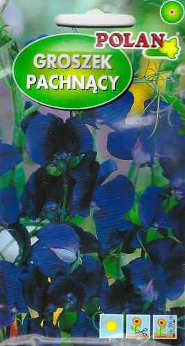 groszek-pachnący-ciemnoniebieski.webp