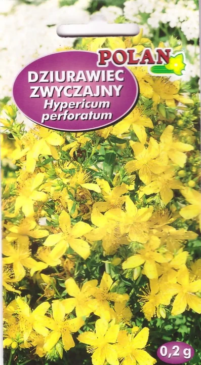dziurawiec-zwyczajny.webp