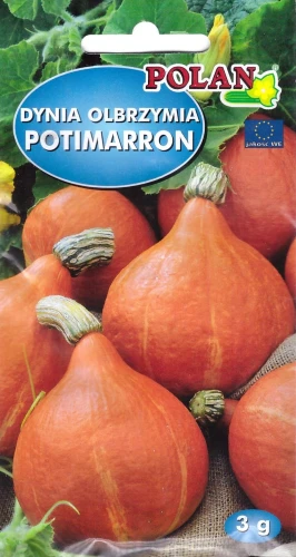 dynia-potimarron.webp