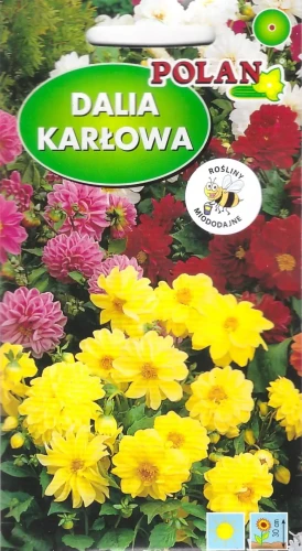 dalia-pełna-i-półpełna.webp