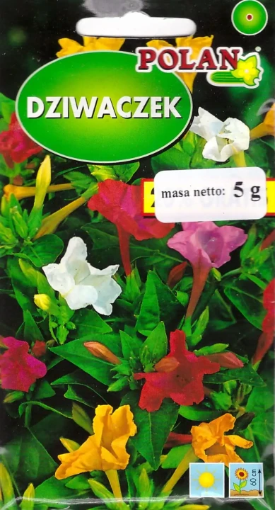 dziwaczek.webp