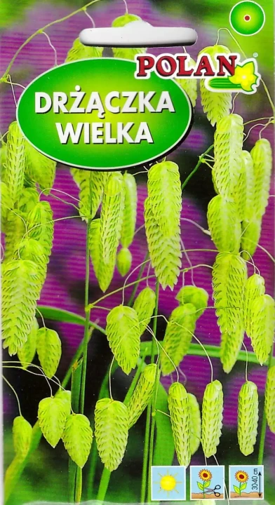 drżączka-wielka.webp
