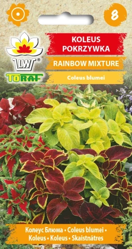 Koleus-pokrzywka-RAINBOW-MIXTURE.webp