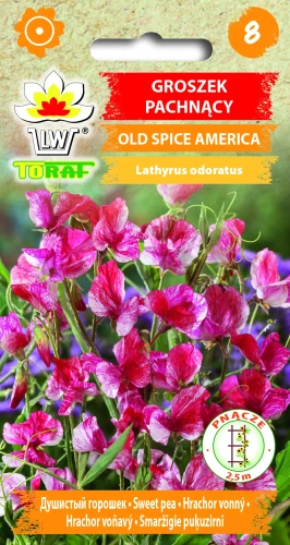 Groszek-pachnący-OLD-SPICE-AMERICA.webp