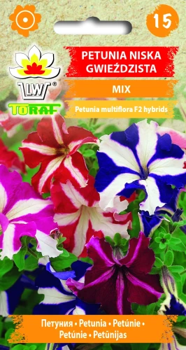 Petunia-niska-GWIEŹDZISTA.webp