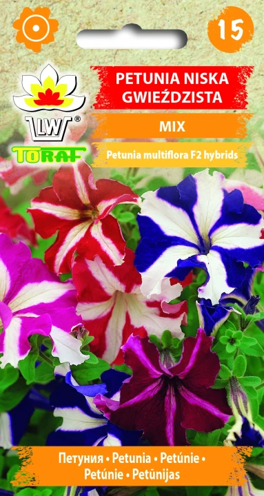 Petunia-niska-GWIEŹDZISTA.webp