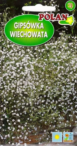 gipsówka-wiechowata.webp