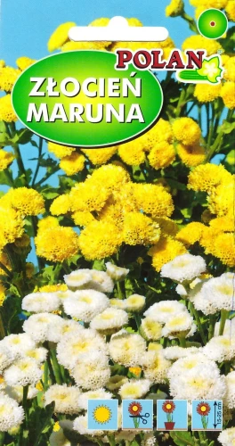 złocień-maruna.webp