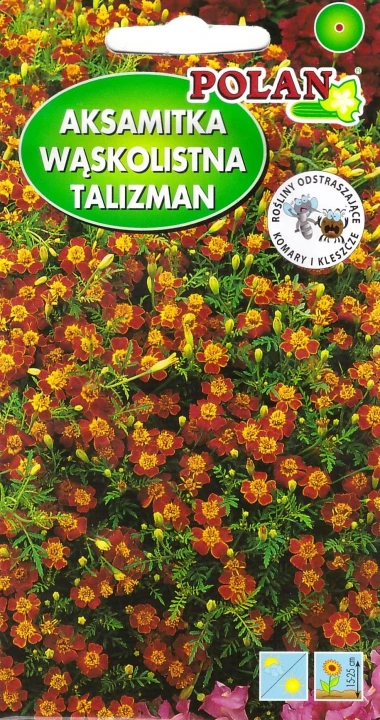 aksamitka-talizman-mahoniowa.webp