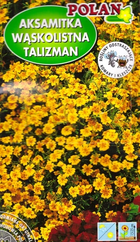 aksamitka-talizman.webp