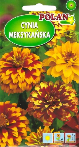 cynia-meksykańska-mix.webp