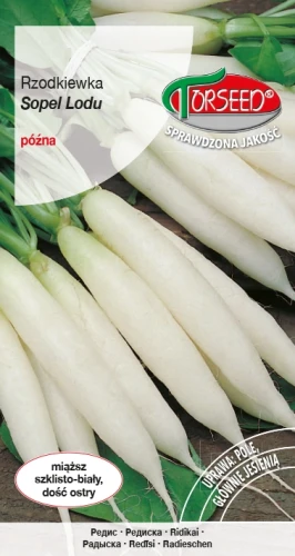 Rzodkiewka-Sopel-Lodu.webp