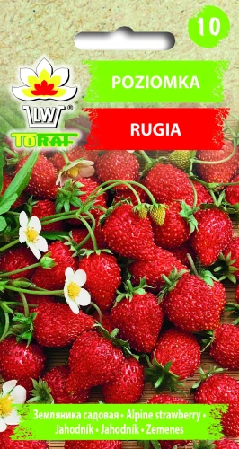 Poziomka-RUGIA.webp