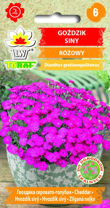 Goździk-siny-RÓŻOWY.webp