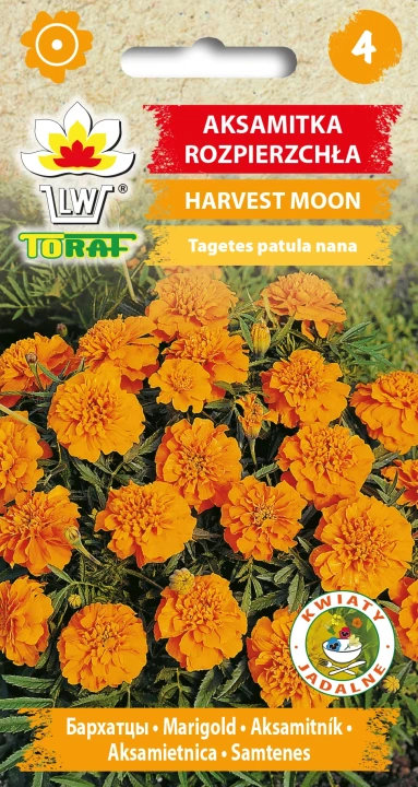 Aksamitka-rozpierzchła-HARVEST-MOON.webp