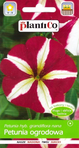petunia-sawa.webp