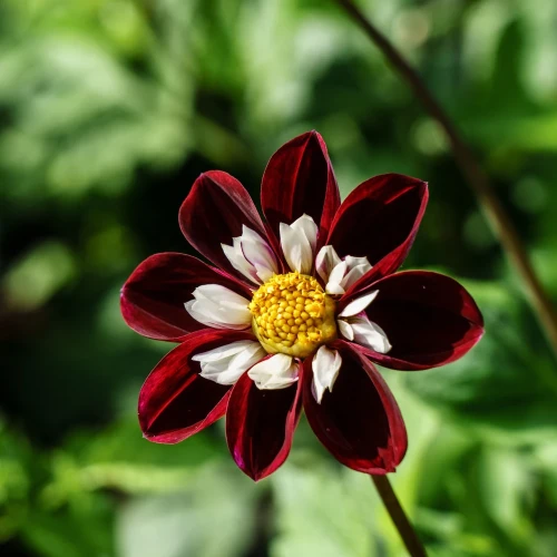 dalia-night-butterfly.webp