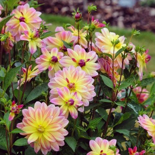 dalia-pacific-ocean.webp