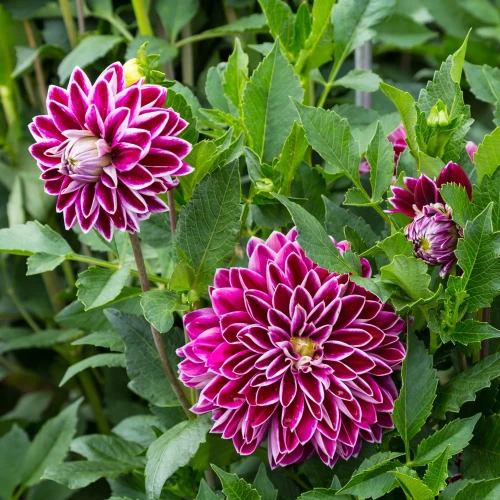dalia-purple-pearl.webp